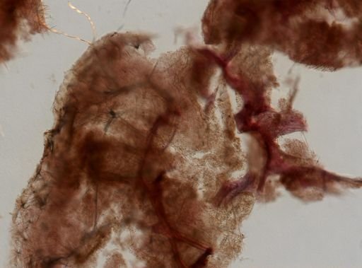 Clathria (Microciona) sp.