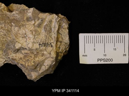 Scaphites sp.
