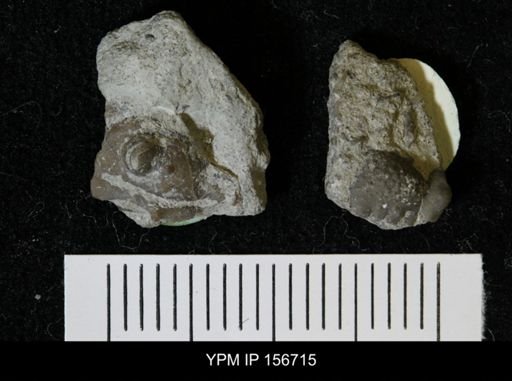 Ceraurus pleurexanthemus