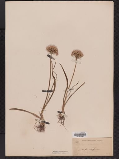 Allium