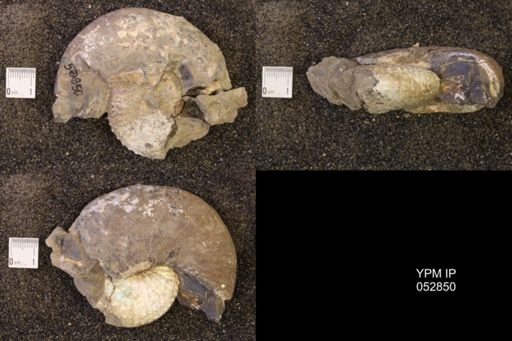 Discoscaphites gulosus