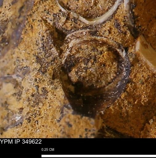 undet. Scaphopoda