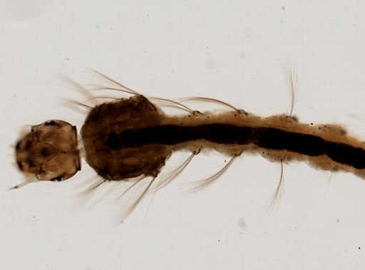 Anopheles