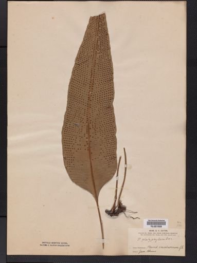 Polypodium