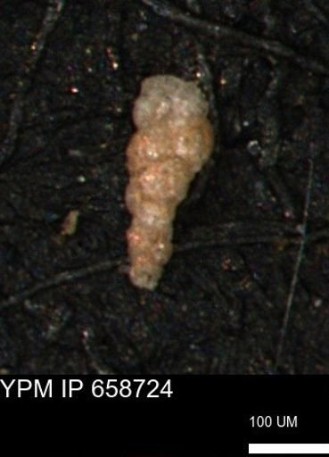 Verneuilinoides kansasensis