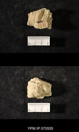 Favosites louisvillensis