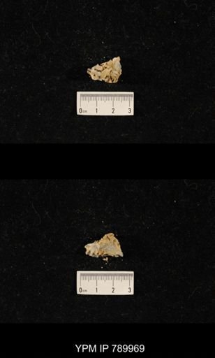 Leptodus sp.
