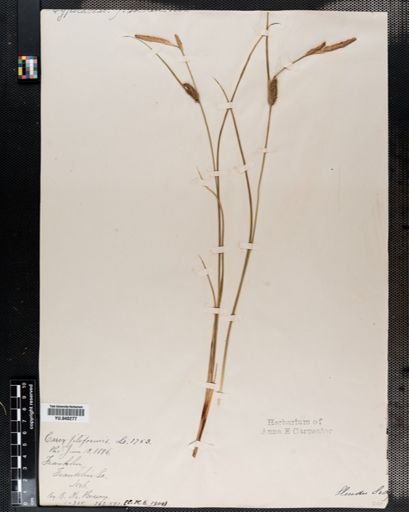 Carex lasiocarpa