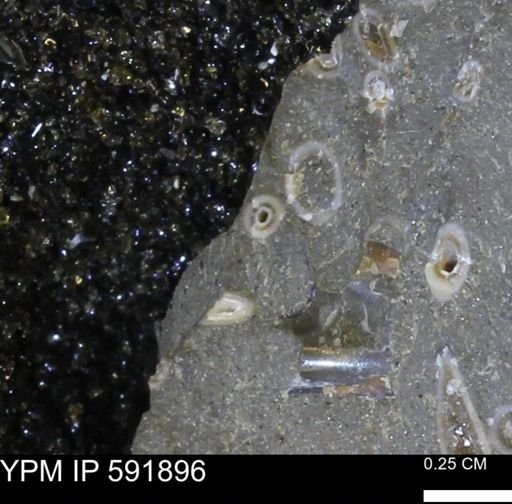 Serpulidae