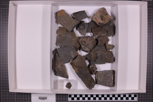 mixed taxa, stratigraphic collection