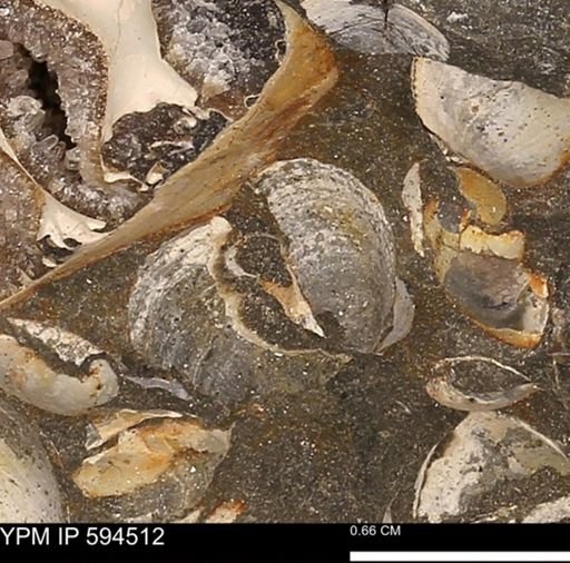 Protocardia sp.