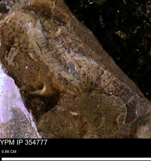 undet. Mollusca
