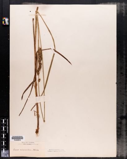Carex vulpinoidea