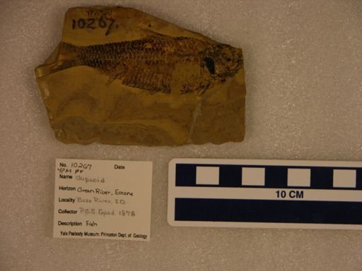 Clupeoidei