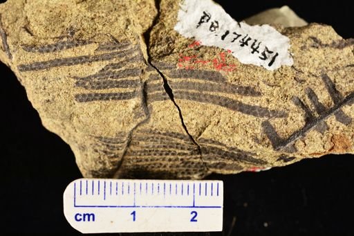 Paramatonia linearis