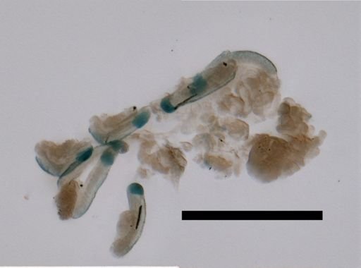 Lensia conoidea