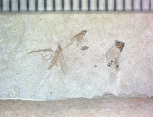 undet. Diptera