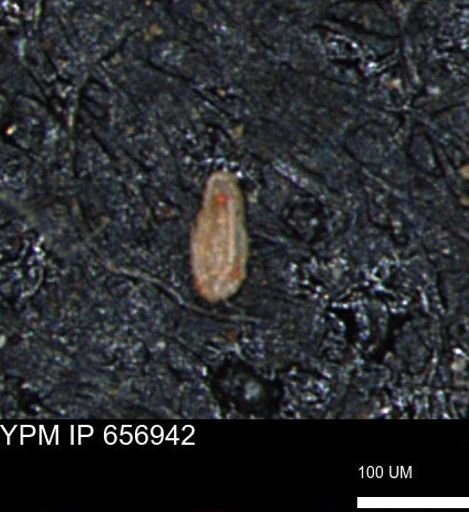 Miliammina cf. sproulei