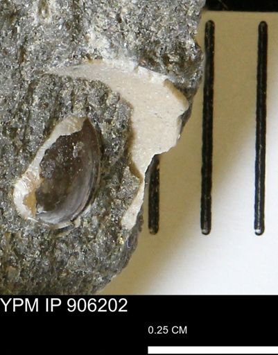 undet. Bivalvia