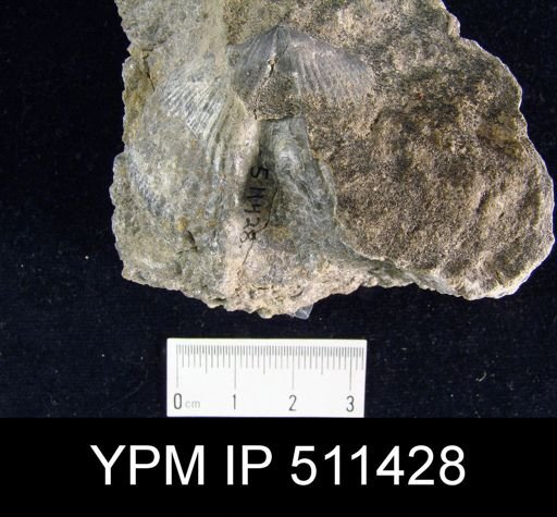 undet. Spinocyrtiidae