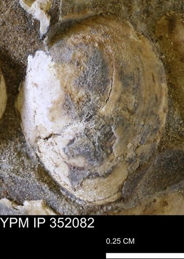 undet. Bivalvia