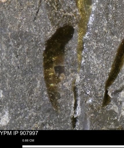 Ammonoidea?