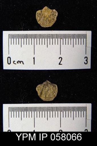 Atrypina imbricata