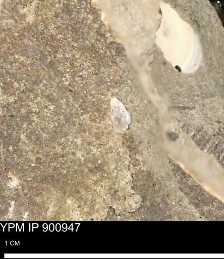 undet. Mollusca