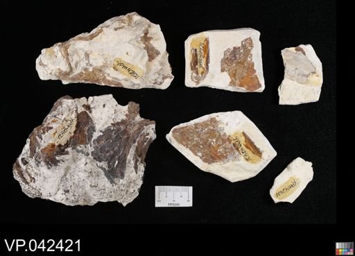 undet. Actinopterygii