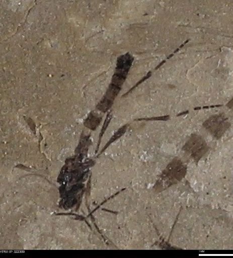 undet. Diptera