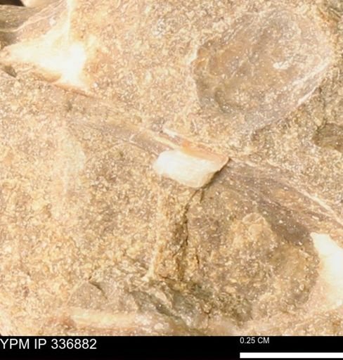undet. Bivalvia