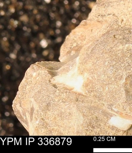 undet. Mollusca