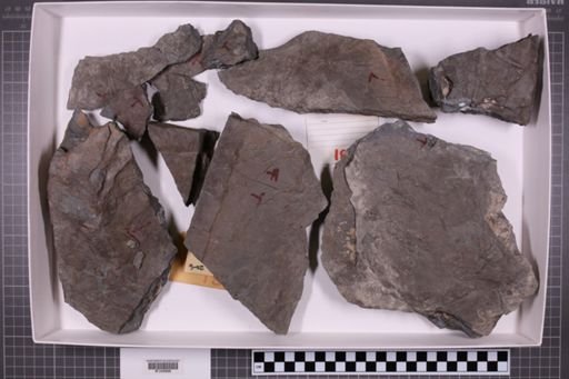 mixed taxa, stratigraphic collection
