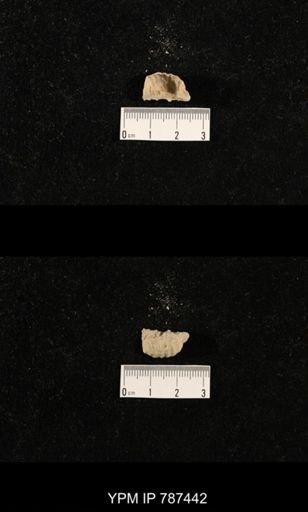 undet. Brachiopoda