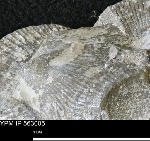 Oxytoma (Hypoxytoma) sp.