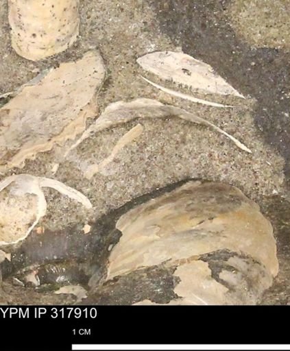 undet. Bivalvia