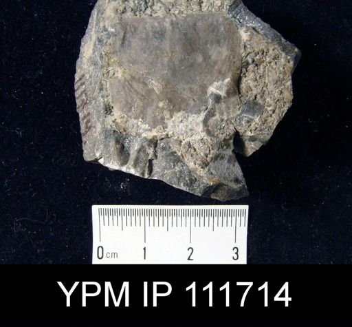 Brachyprion anticostiense