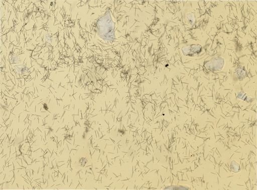 Haliclona oculata