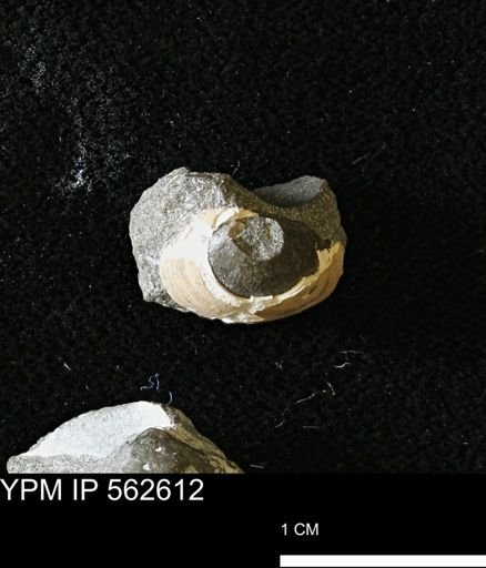 Limopsis striatopunctatus