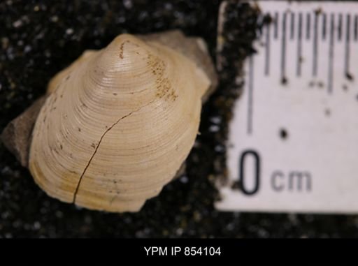 Limopsis striatopunctatus