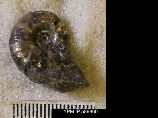 undet. Scaphitidae