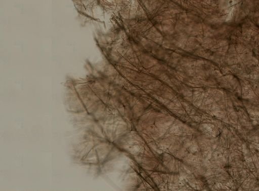 Halichondrida