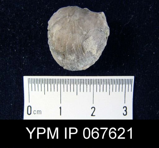 Stropheodonta equistriata