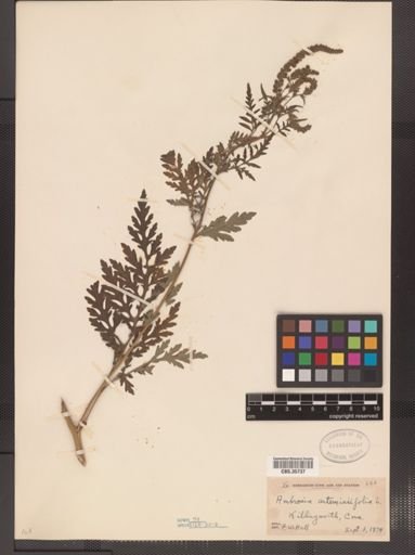 Ambrosia artemisiifolia