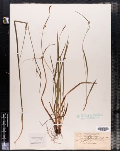 Carex laxiflora
