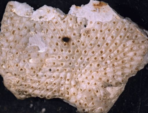 Porella patens