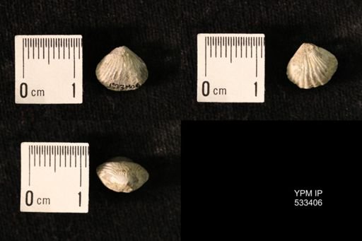 Rhynchotrema janeum