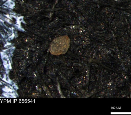 undet. Foraminiferida