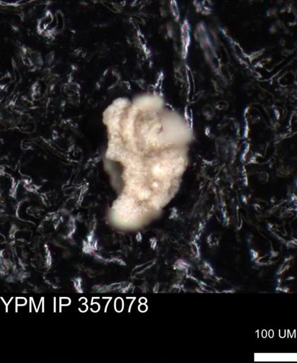 undet. Foraminiferida