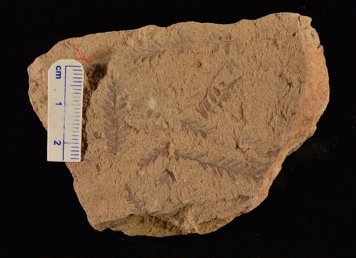 Cladophlebis sp.